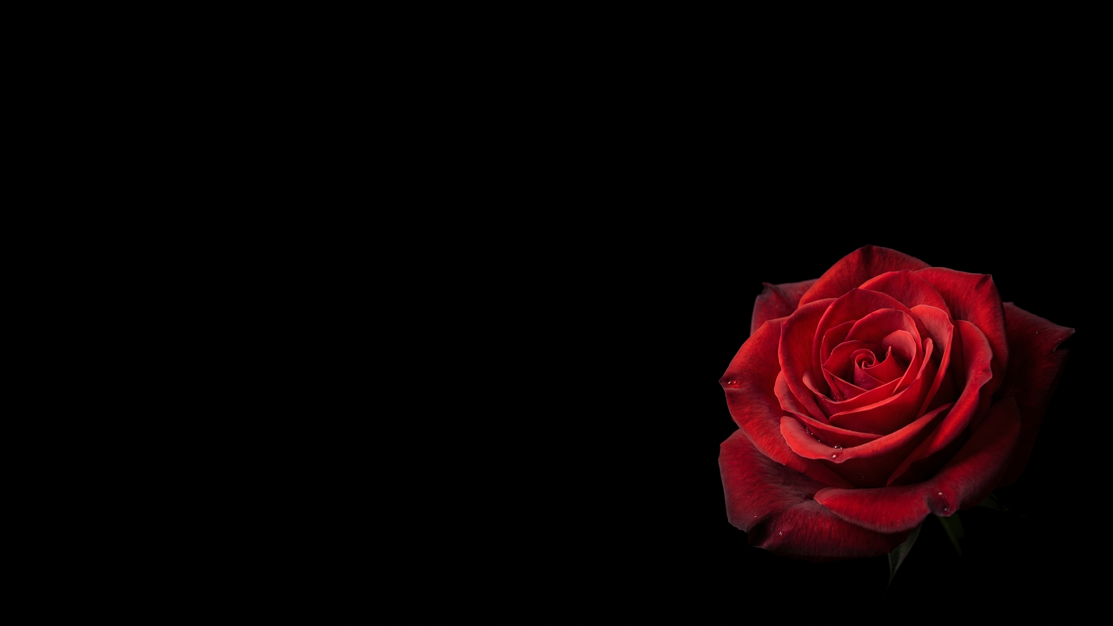 Crimson Rose In Dark